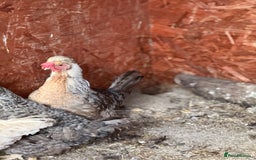 Chickens poultry for sale: Legbars  - Image 2