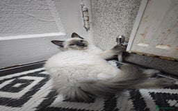 Ragdoll cats for sale: 2😻Ragdoll kittens 💕 - Image 12
