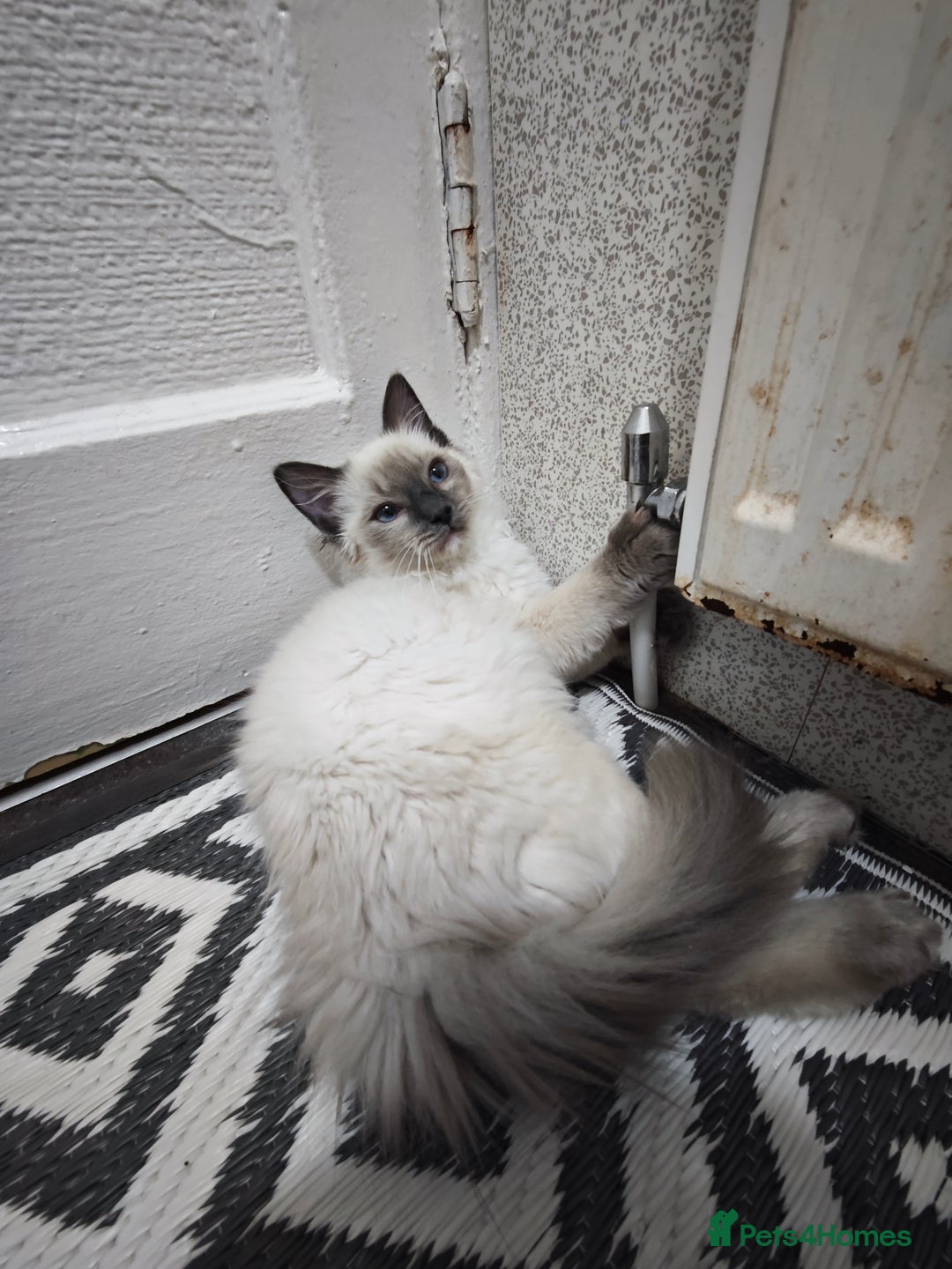 Ragdoll cats for sale: 2😻Ragdoll kittens 💕 - Image 12