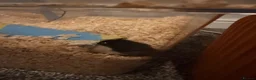 Gerbil rodents for sale: 2 male gerbils to be rehomed  - Advert 2