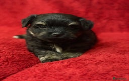 Havanese dogs for sale: Beautiful Havanese Puppies  - Image 19