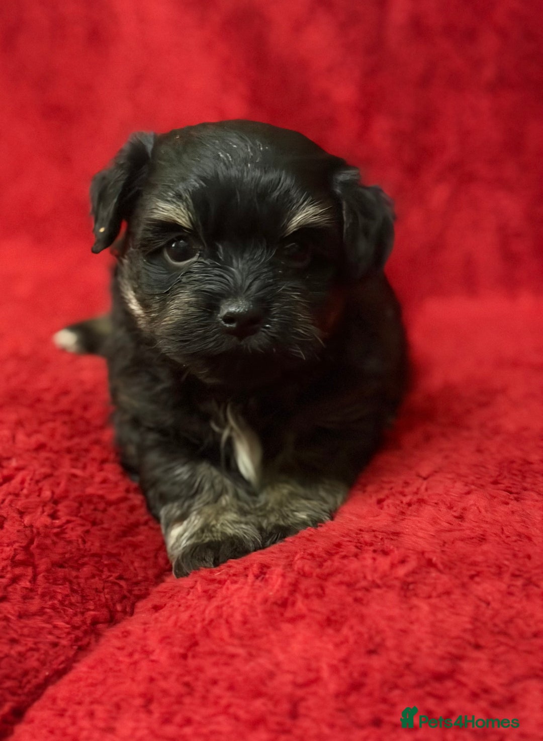 Havanese dogs for sale: Beautiful Havanese Puppies  - Image 19