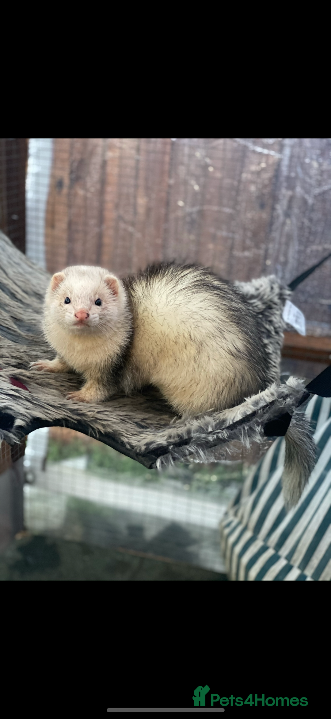 Ferret rodents for sale: Black eyed white ferrets  - Image 11