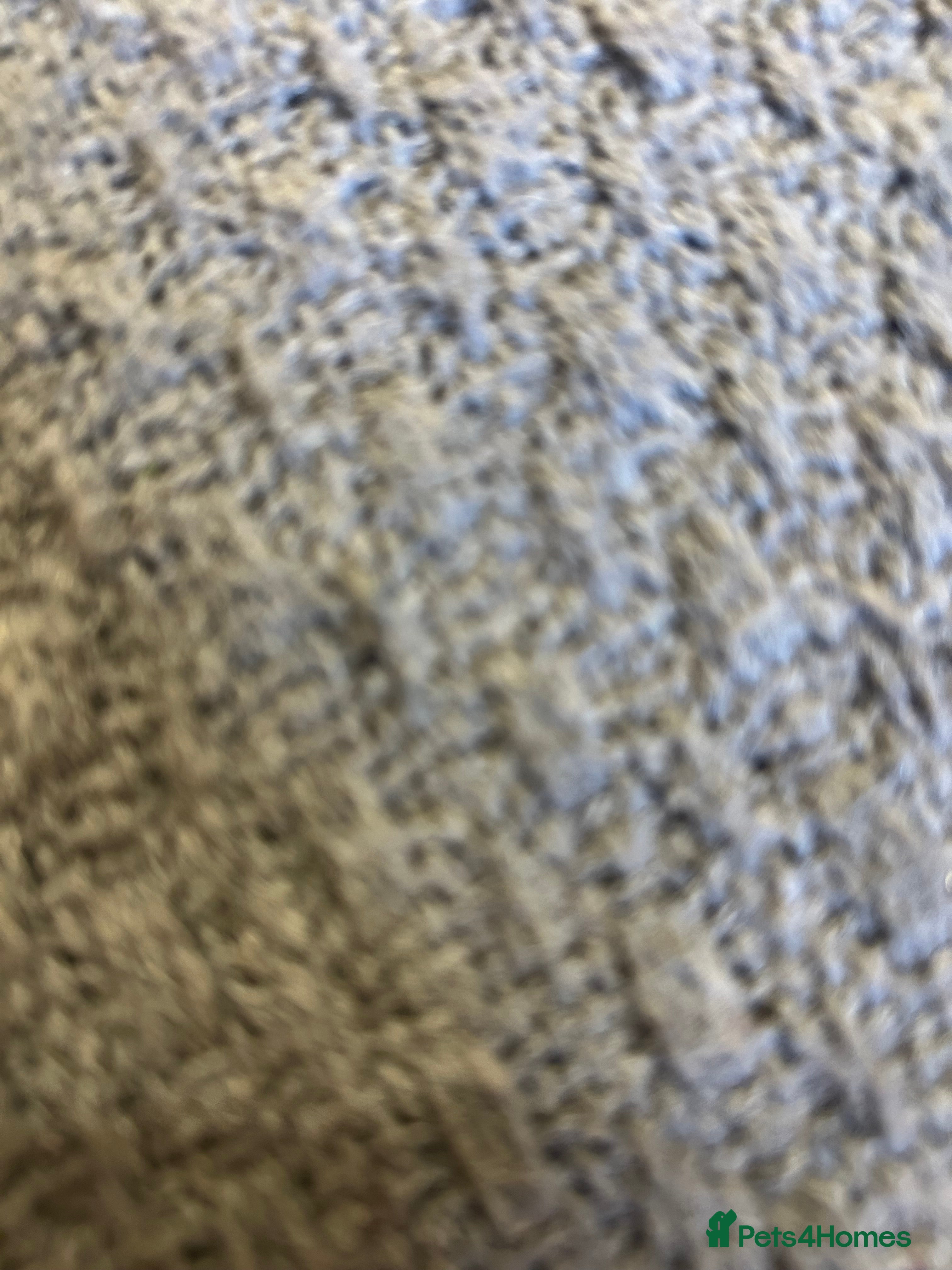 Guinea Pig rodents Pets At Home Guinea Pig Cage - Advert 5