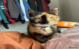 Domestic Shorthair cats for sale: 3 girl kittens  - Image 9