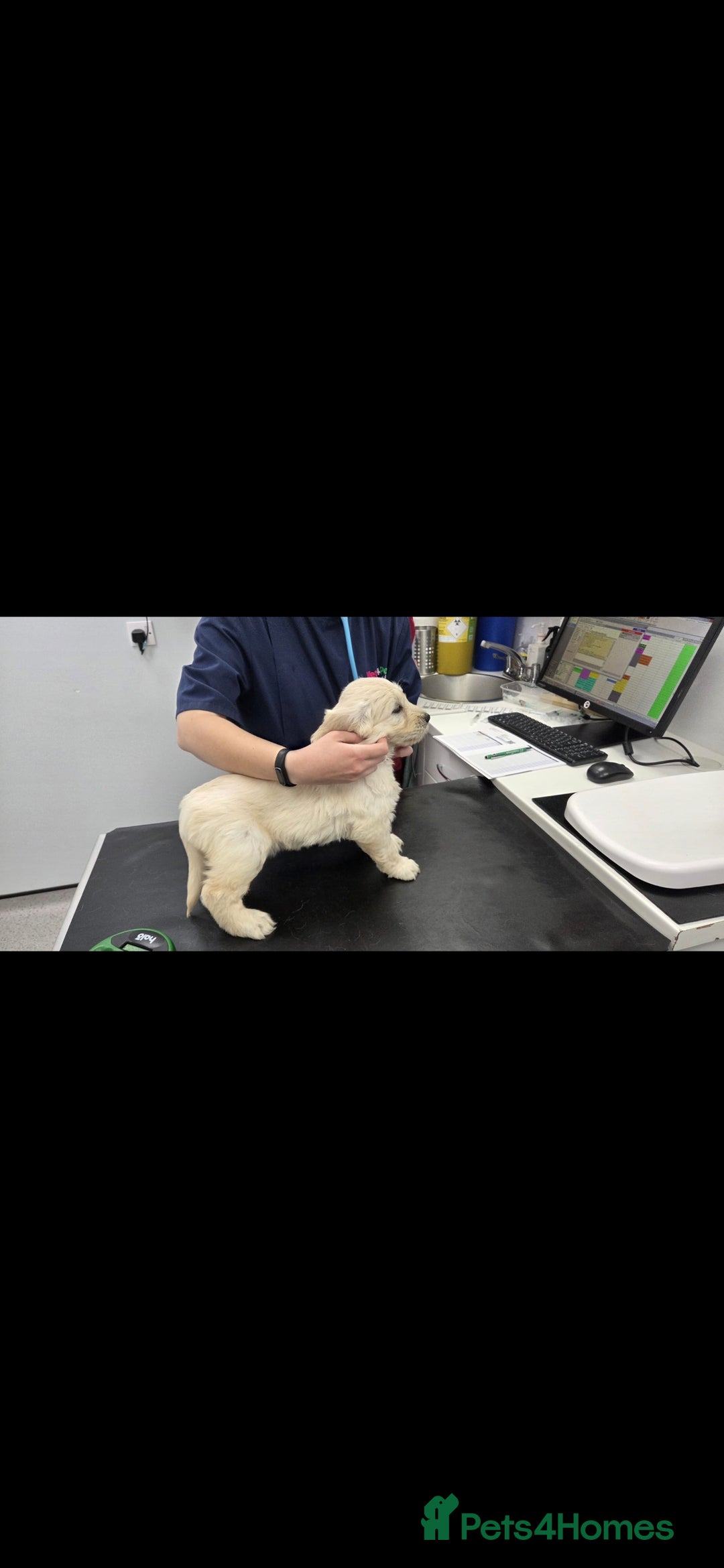 Goldendoodle dogs for sale: Goldendoodle retriever  - Image 39