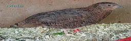 Quail poultry for sale: Coturnix quail - Advert 2
