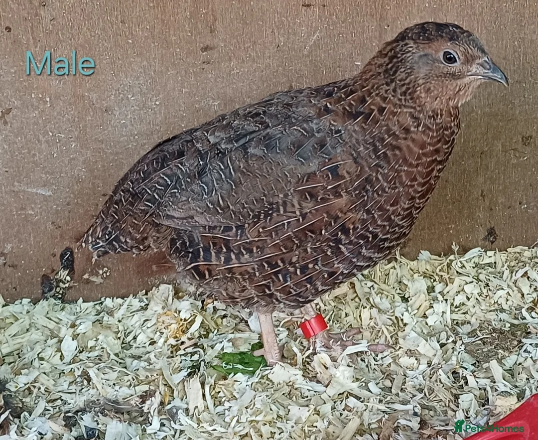 Quail poultry for sale: Coturnix quail - Advert 2