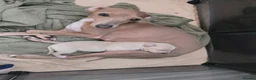 Italian Greyhound dogs for sale: 2 tiny KC registered Italian Greyhound boys - Advert 10