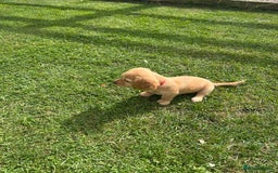 Mixed Breed dogs for sale: Jackapoo spaniel cross - hound puppies  - Image 27