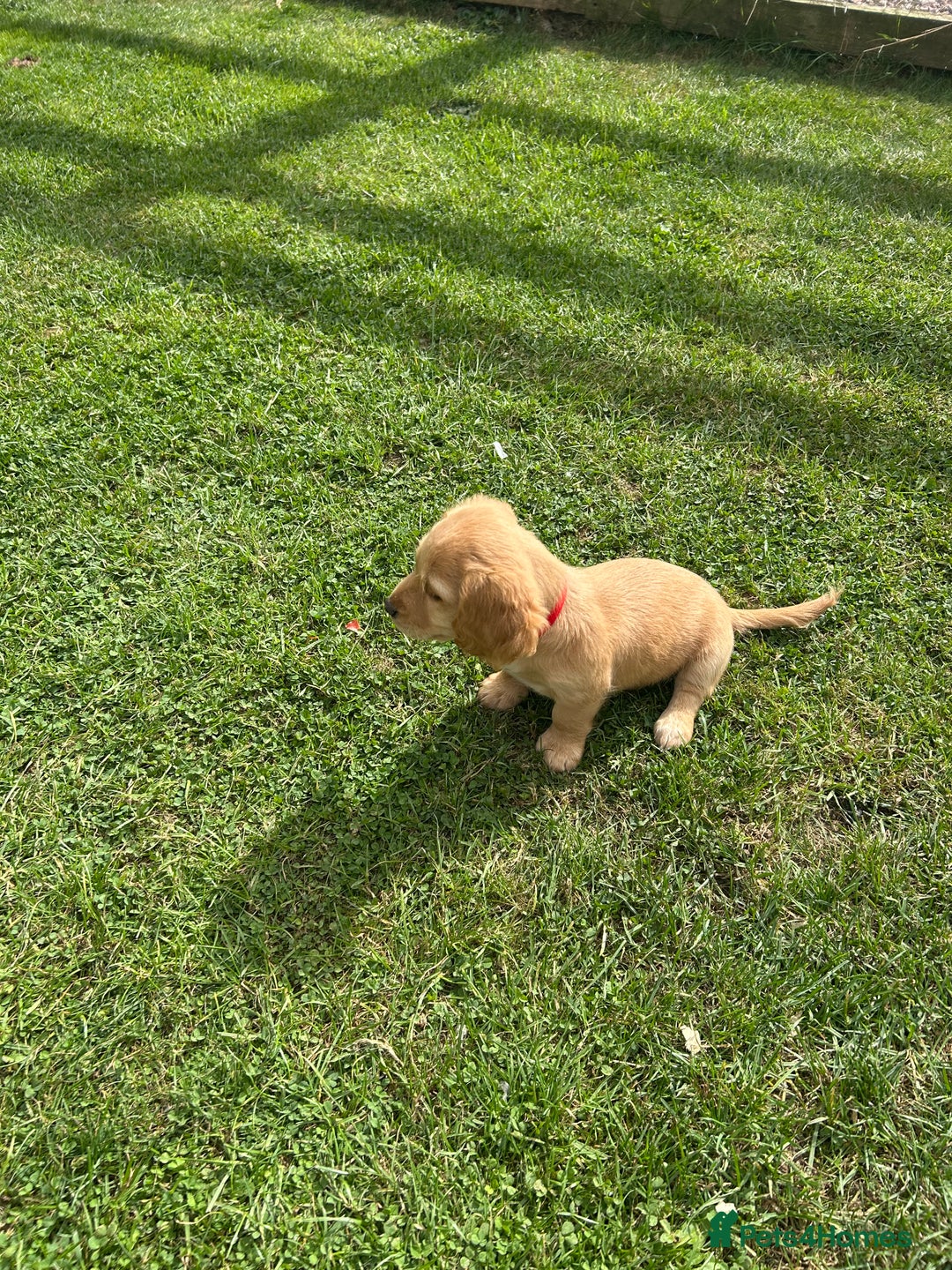 Mixed Breed dogs for sale: Jackapoo spaniel cross - hound puppies  - Image 27