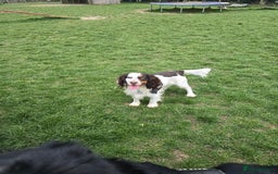 Cocker Spaniel dogs for sale: Now sold  - Image 9