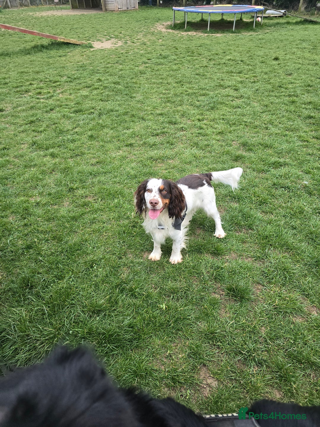 Cocker Spaniel dogs for sale: Now sold  - Image 9