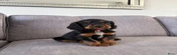 Cocker Spaniel dogs for sale: Beautiful tri coloured cocker spaniel pups   - Advert 18