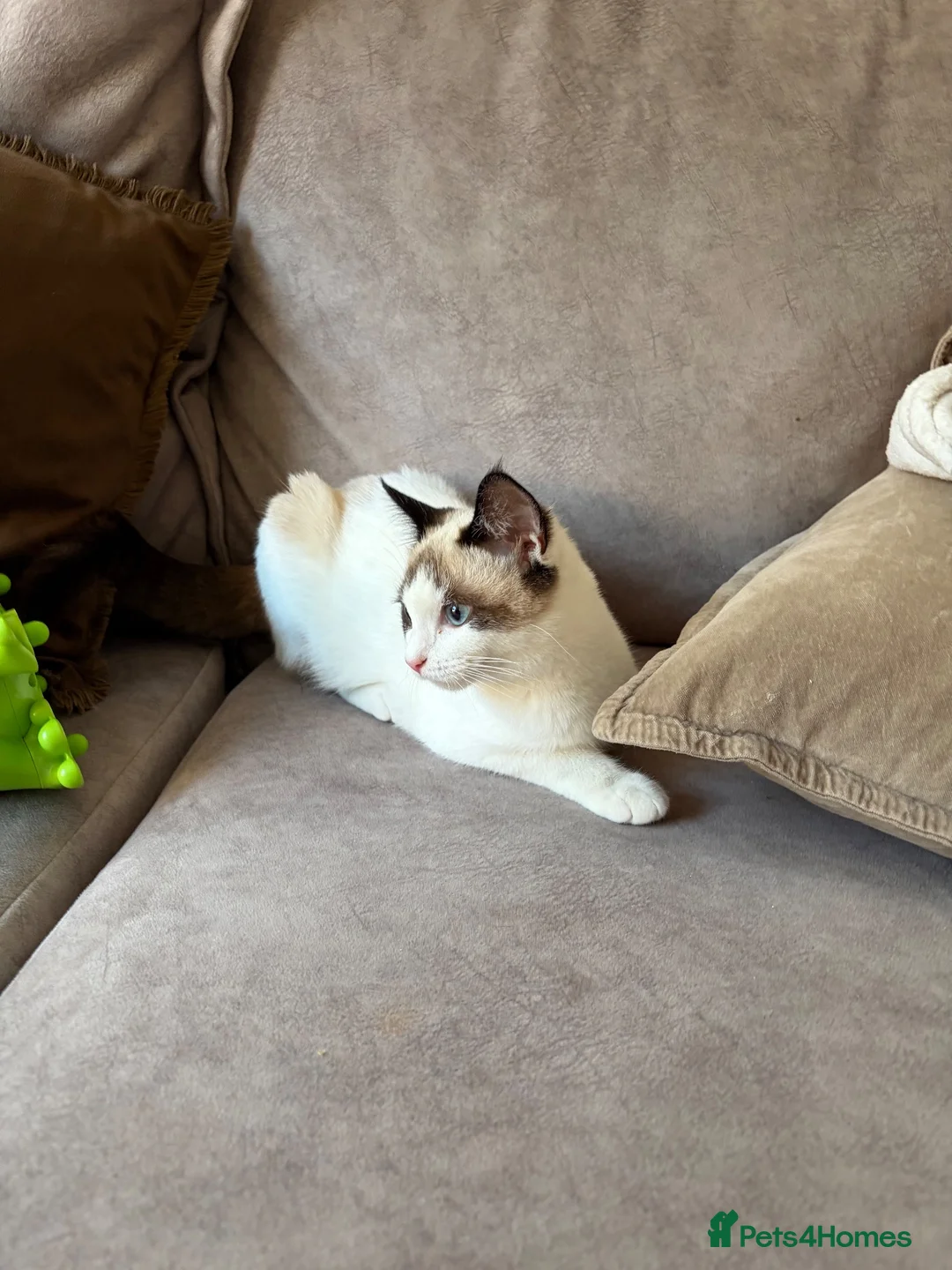 Ragdoll cats for sale: Ragdoll Mix kitten - Advert 3