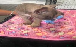 French Bulldog dogs for sale: French bulldog - Image 9