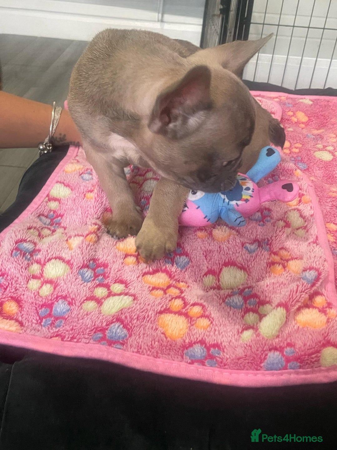 French Bulldog dogs for sale: French bulldog - Image 9