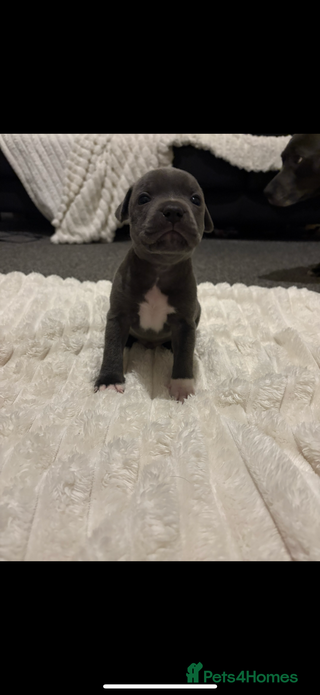Staffordshire Bull Terrier dogs for sale: KC Registered Blue Staffordshire Bull Terrier  - Image 6