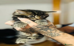 American Wirehair cats for sale: Tabby kittens  - Image 2