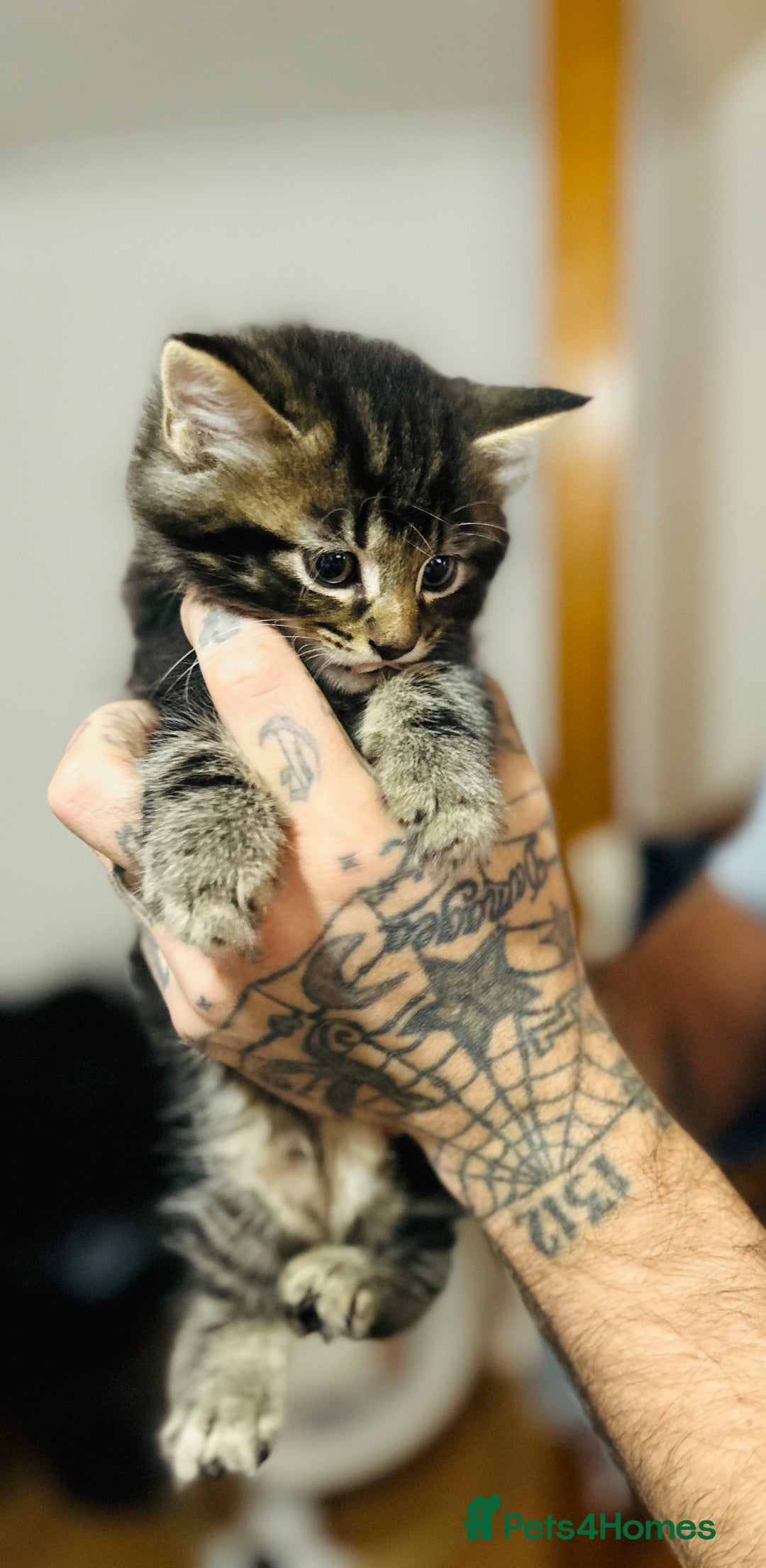 American Wirehair cats for sale: Tabby kittens  - Image 2