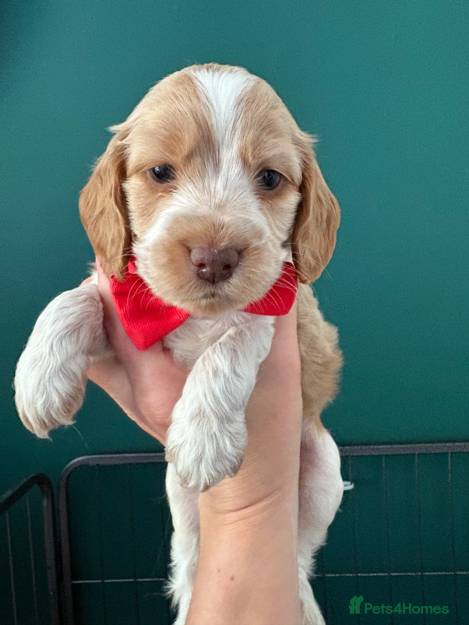 Cocker Spaniel dogs KC Reg, Show Cocker Spaniel pups, 100% clear - Advert 1