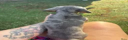 Miniature Dachshund dogs for sale: Ready now Miniature Dachshund Fluffy boy left 🩶 - Advert 3
