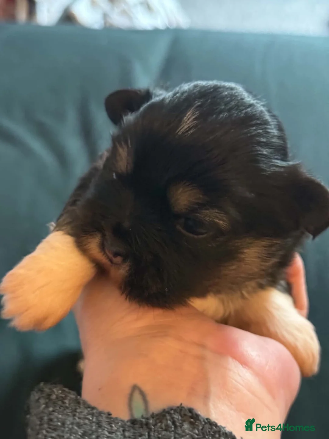 Lhasa Apso dogs for sale: 3 male Lhasa apso pups for sale - Advert 2