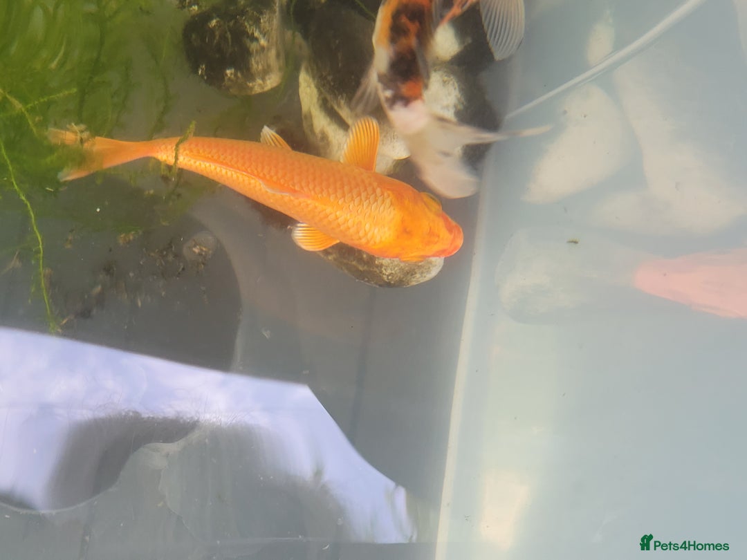 Koi Carp fish for sale: Koi Carp - Image 8