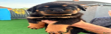 Rottweiler 4