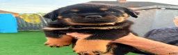 Rottweiler dogs for sale: 7 amazing rottweiler pups - Advert 4