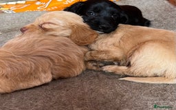 Cockapoo dogs for sale: Beautiful cockerpoo puppies F1  - Image 17