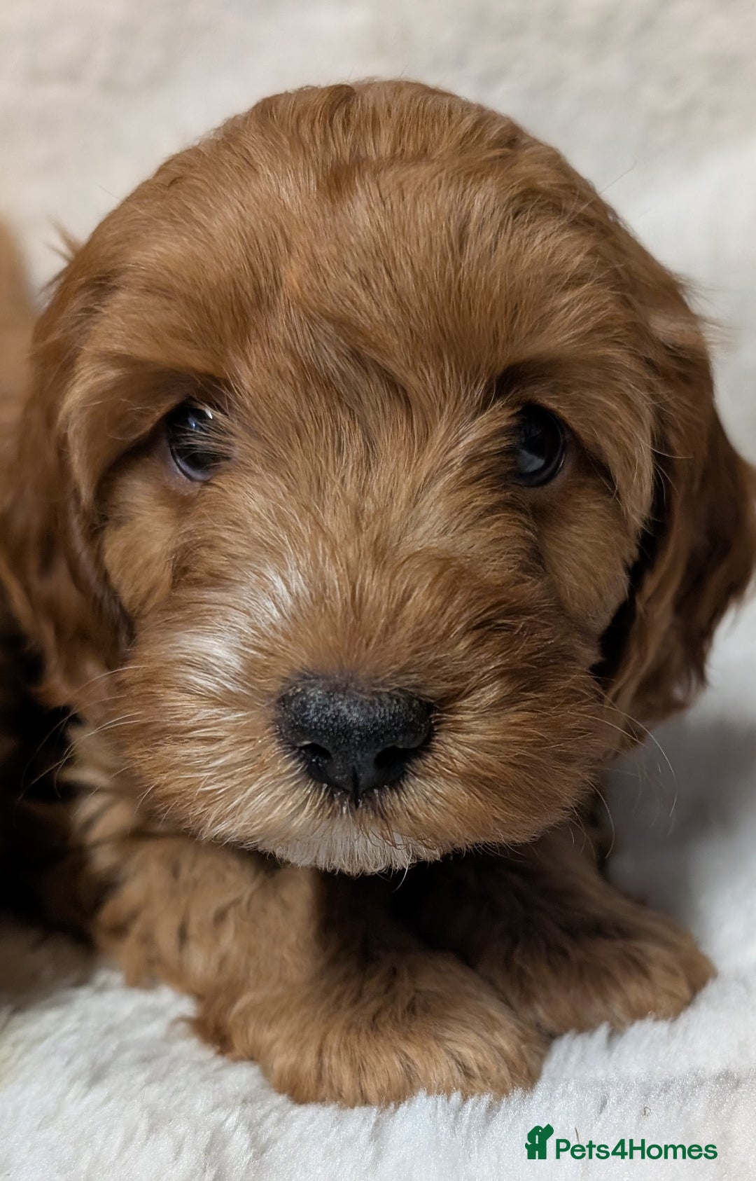 Cockapoo dogs for sale: Beautiful F1 Cockapoo puppies DNA clear  - Image 9
