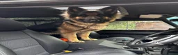 German Shepherd dogs for stud: Our beautiful German Shepard available to stud.  in Richmond - Advert 12