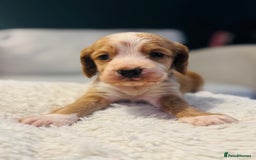 Cocker Spaniel dogs for sale: 6 Cocker Spaniel puppies for sale - Advert 20