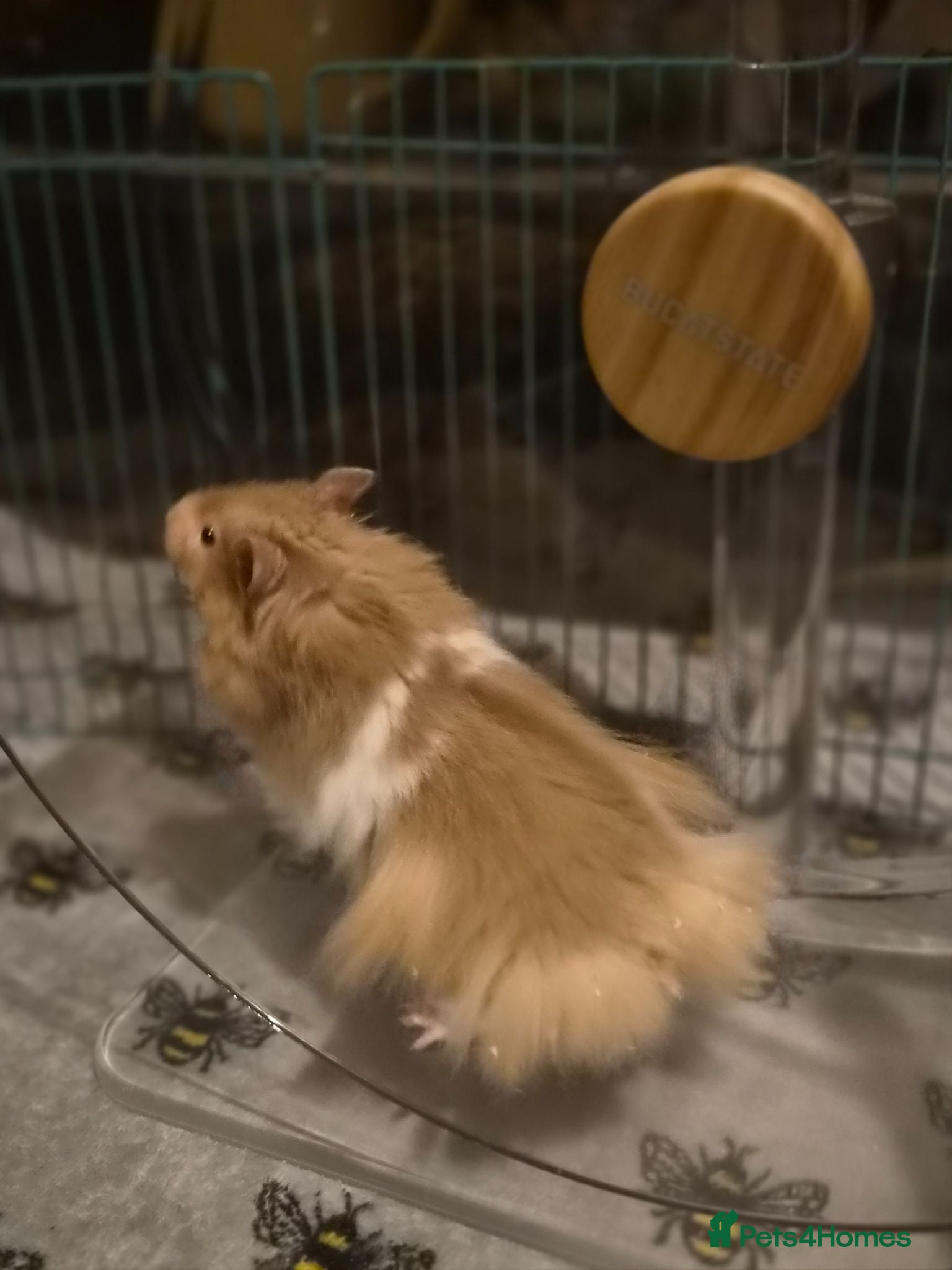 Hamster rodents 10 week old long haired Mink syrian hamster - Advert 2