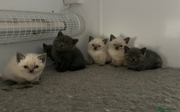 British Shorthair cats for sale: Gorgeous Pure British Shorthaired Kittens  - Image 14