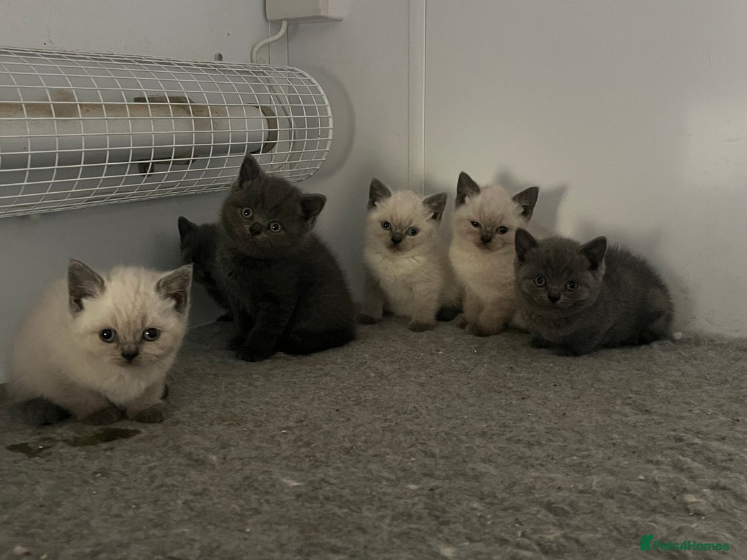 British Shorthair cats for sale: Gorgeous Pure British Shorthaired Kittens  - Image 14