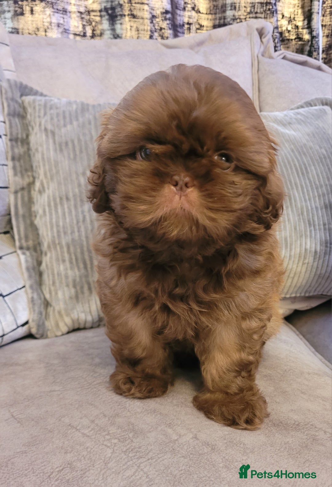 Shih Tzu dogs for sale: Stunning shihtzu puppy - Image 6