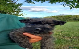 Cairn Terrier dogs for sale: Beautiful litter of Pedigree Cairn Terrier’s  - Image 8
