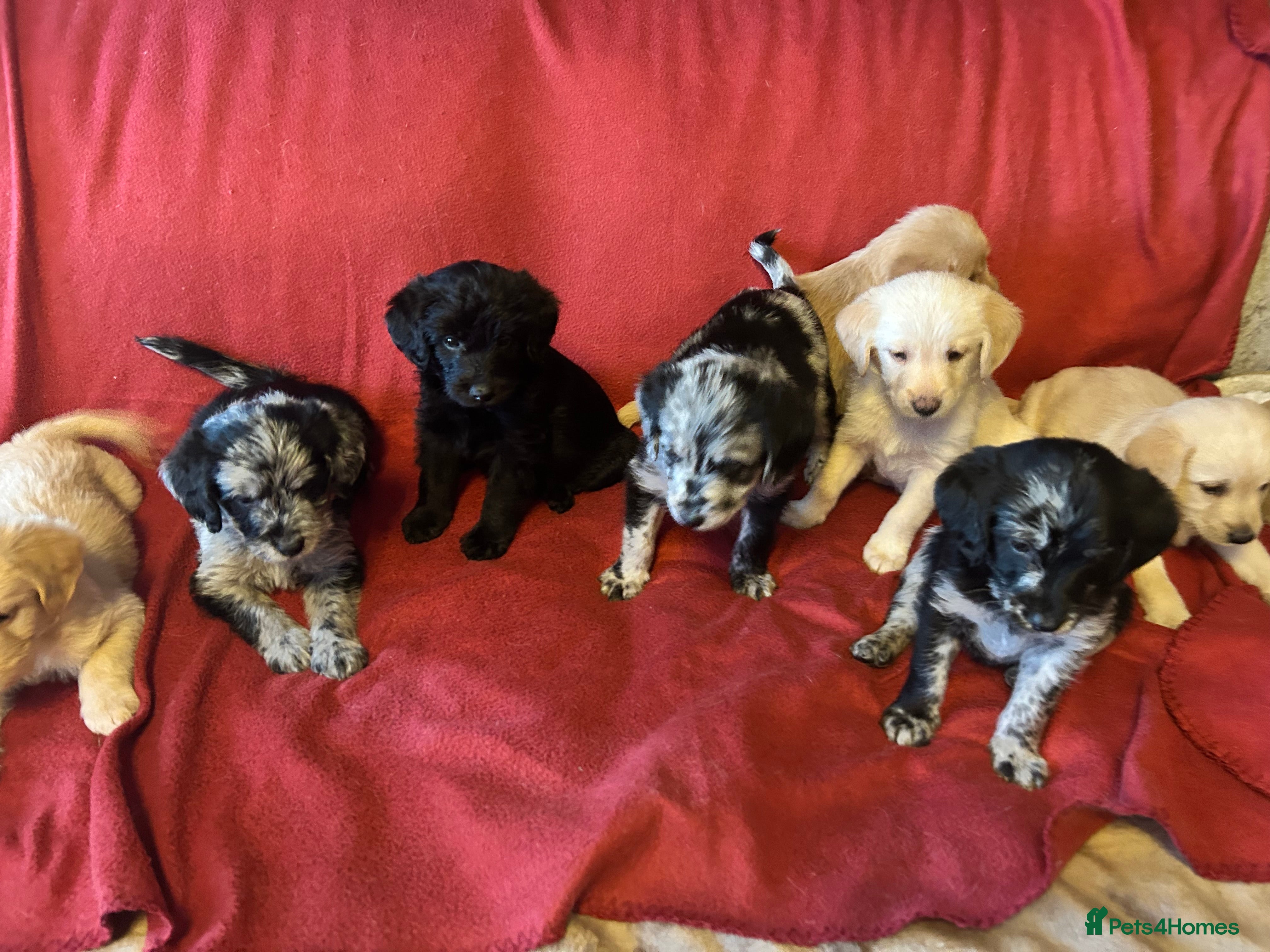 Labradoodle dogs Beautiful rainbow litter of F1 labradoodle puppies - Advert 8