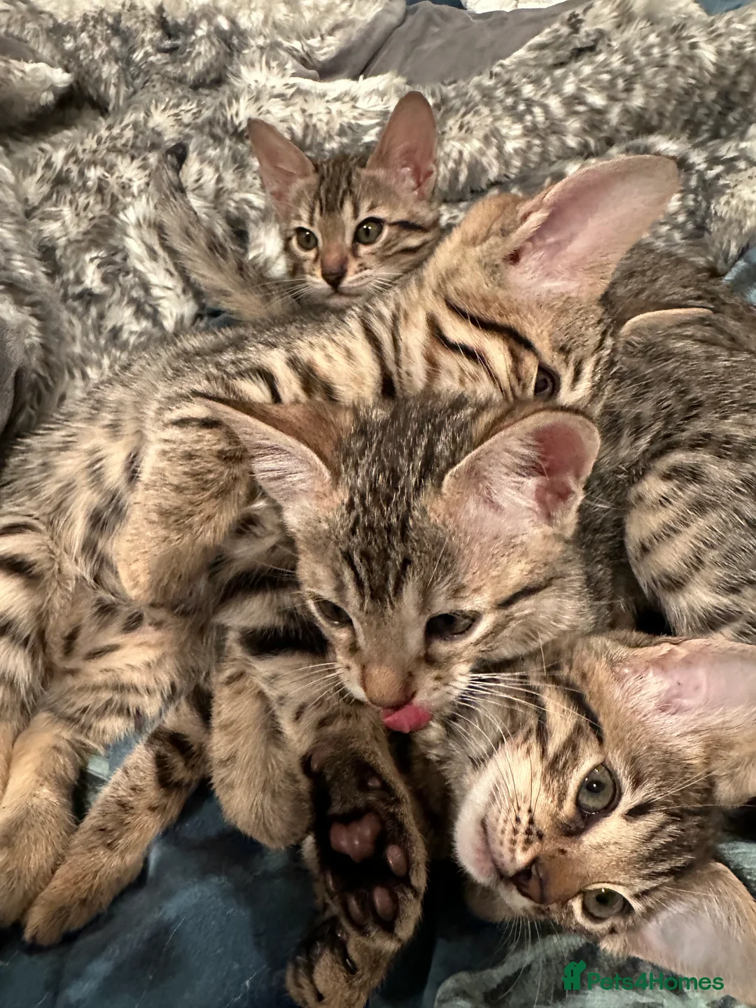 Bengal cats for sale: Sepia Bengal X Savannah kittens Extremely rare  - Advert 24
