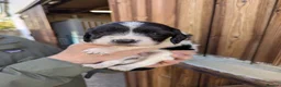 English Springer Spaniel dogs for sale: FTAW Springer Spaniel Puppies - Advert 4