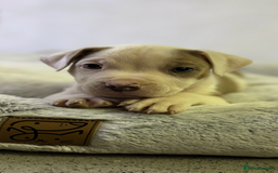Staffordshire Bull Terrier dogs for sale: Ready now !! - Image 27
