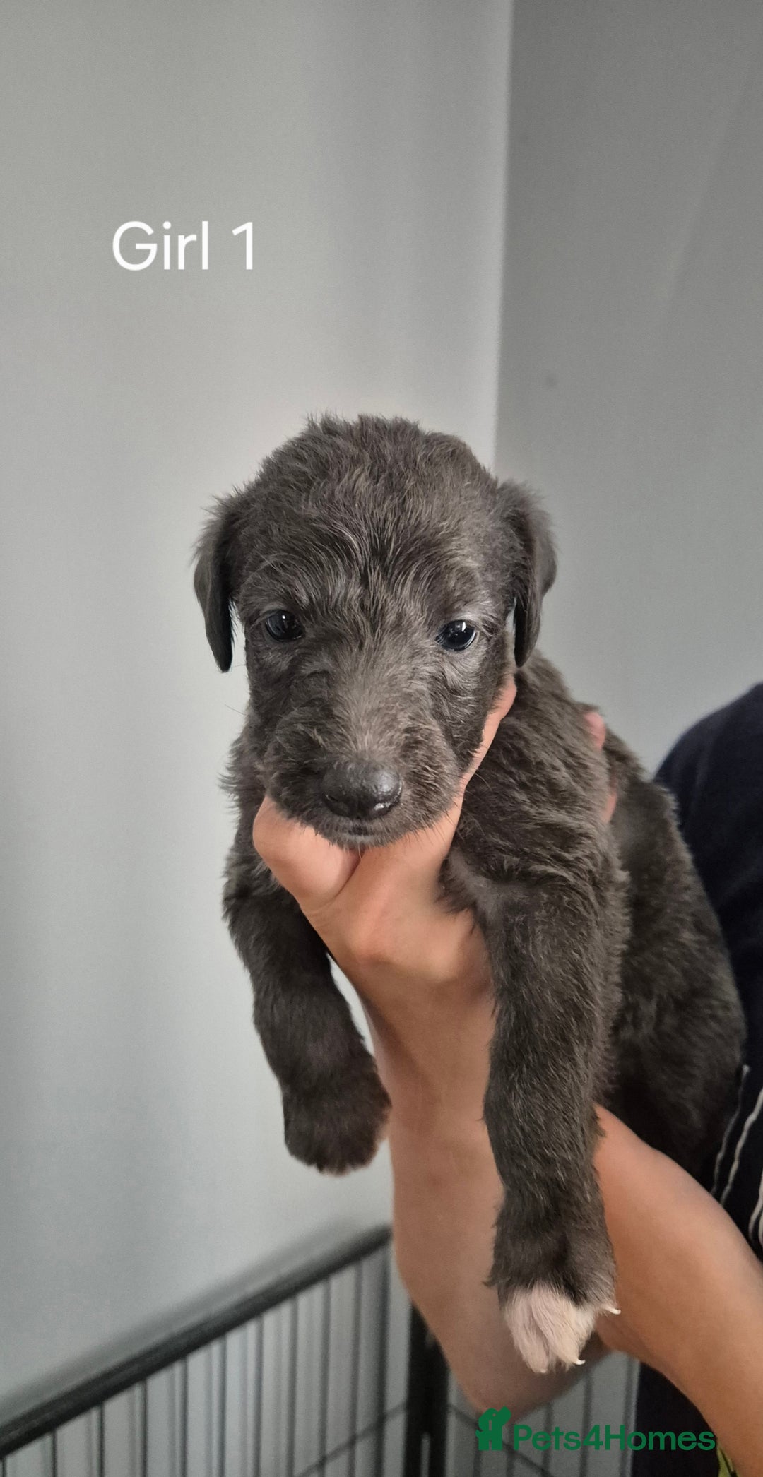 Bedlington Terrier dogs for sale: Beddlington Terrier x Whippet  - Image 1