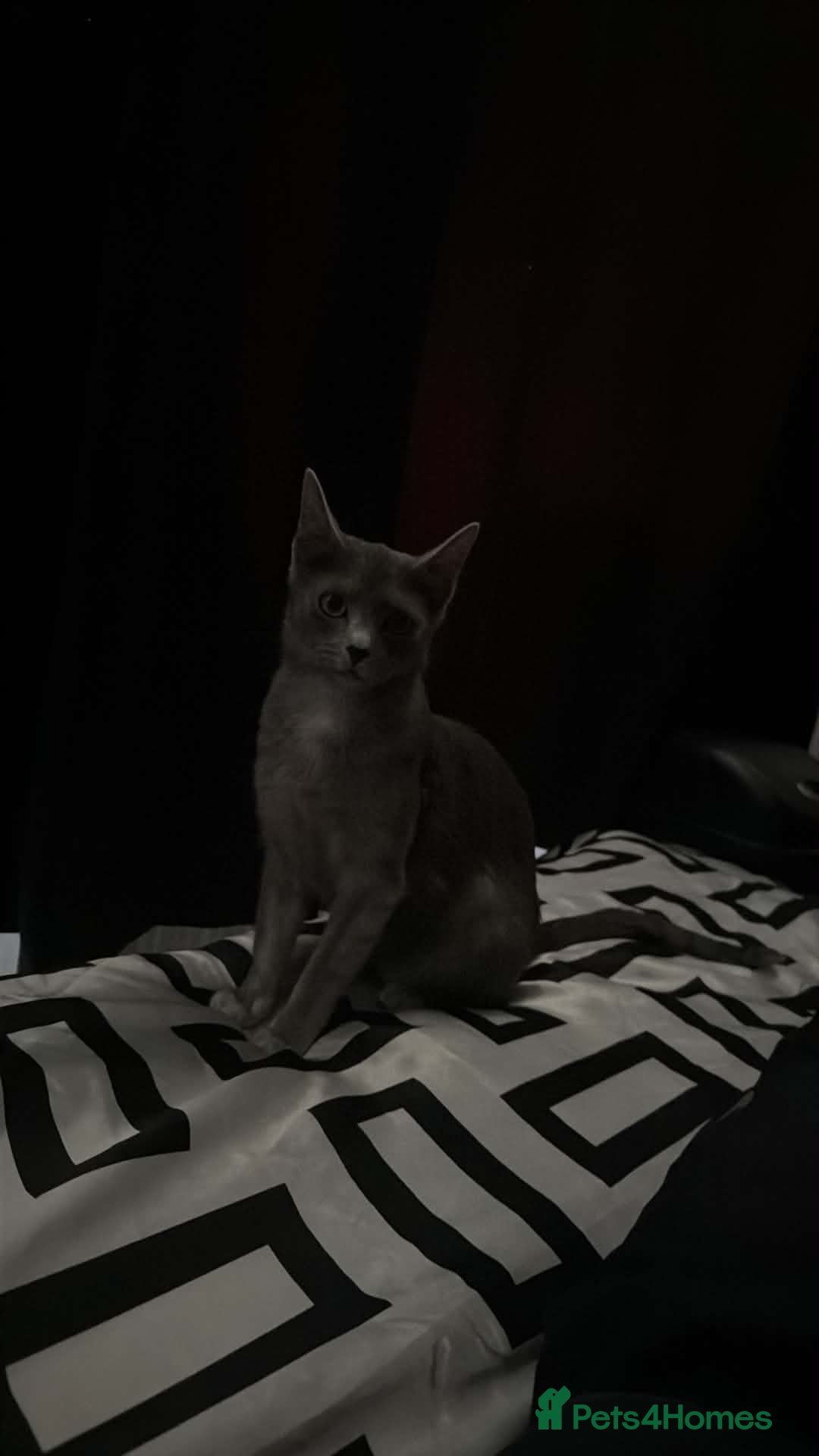 Russian Blue cats for sale: Russian blue kittens mixed - Advert 2