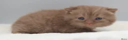 British Shorthair cats for sale: PEDIGREE BRITISH SHORTHAIR KITTENS - Advert 7