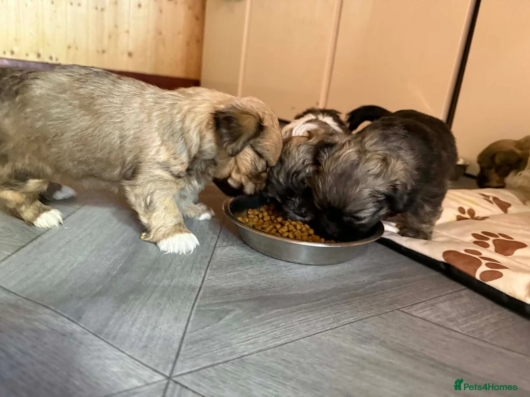 Malshi dogs for sale: Malshi - Advert 12