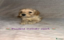 Cavapoo dogs for sale: Beautiful F1 Cavapoo Puppies  - Image 23