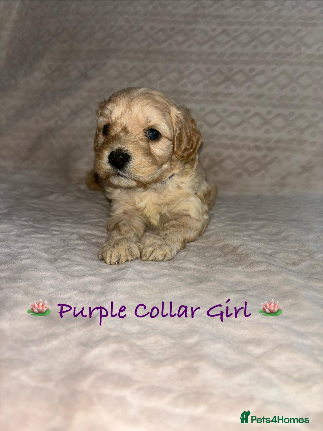 Cavapoo dogs for sale: Beautiful F1 Cavapoo Puppies  - Image 23
