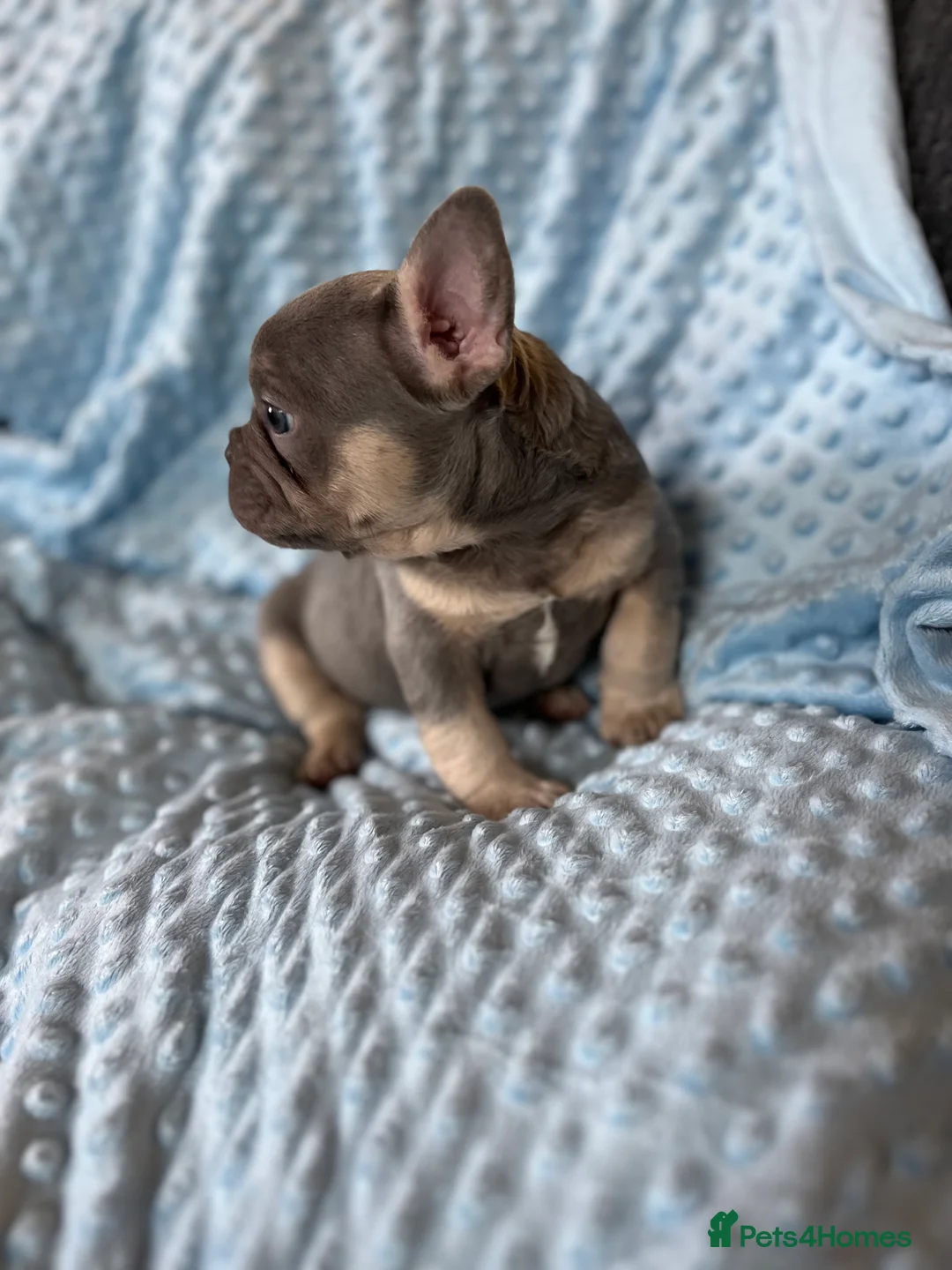 French Bulldog dogs for sale: Adorable French Bulldog puppies - Advert 13